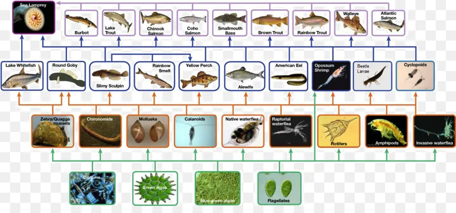 Réseau Alimentaire Aquatique，Poisson PNG