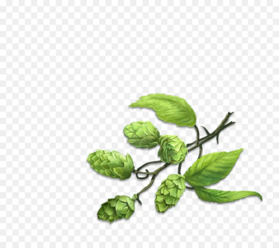 Houblon Vert，Feuilles PNG