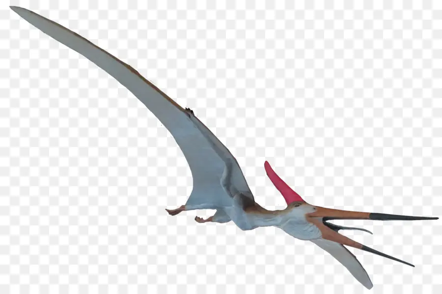 Pteranodon，Mosasaure PNG