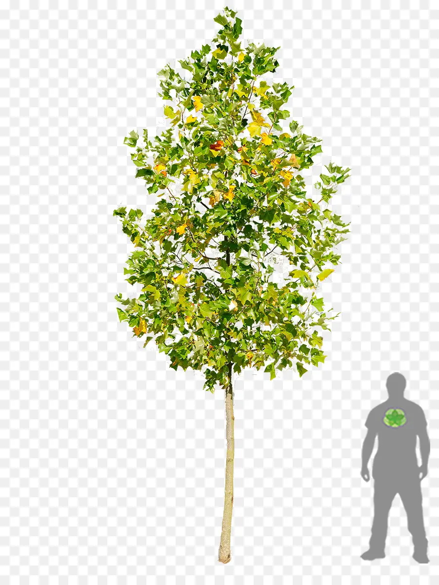 Arbre，Nature PNG