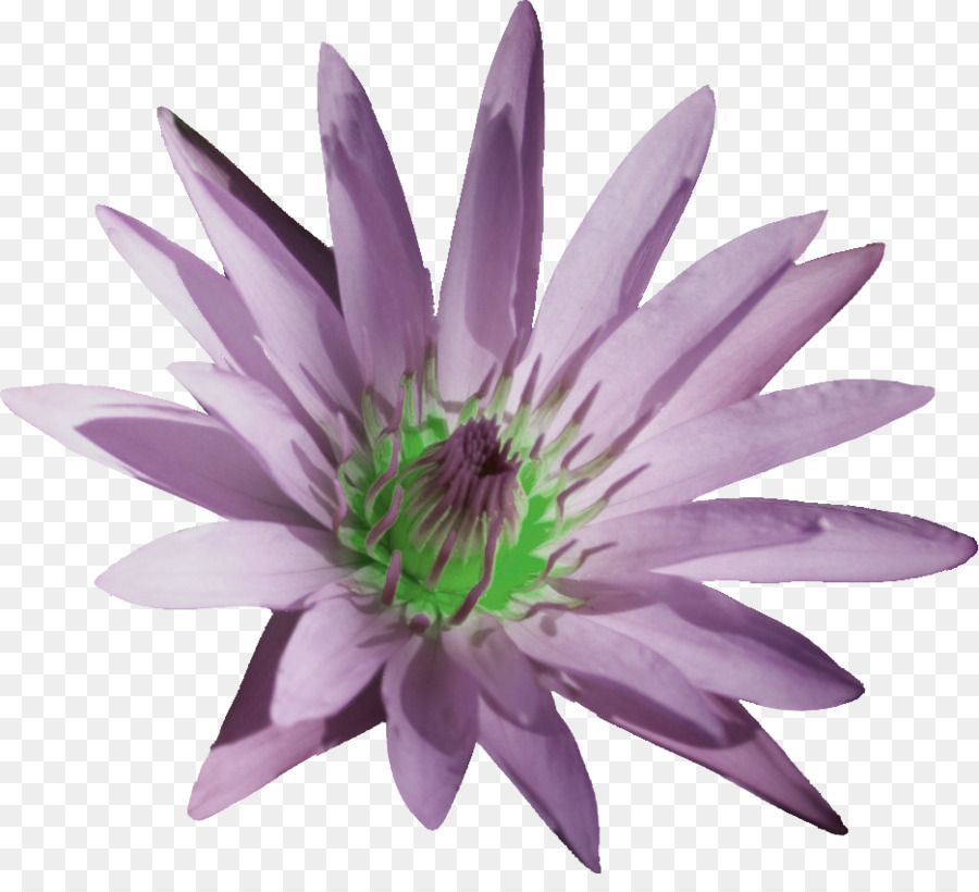 Fleur Rose，Fleurir PNG