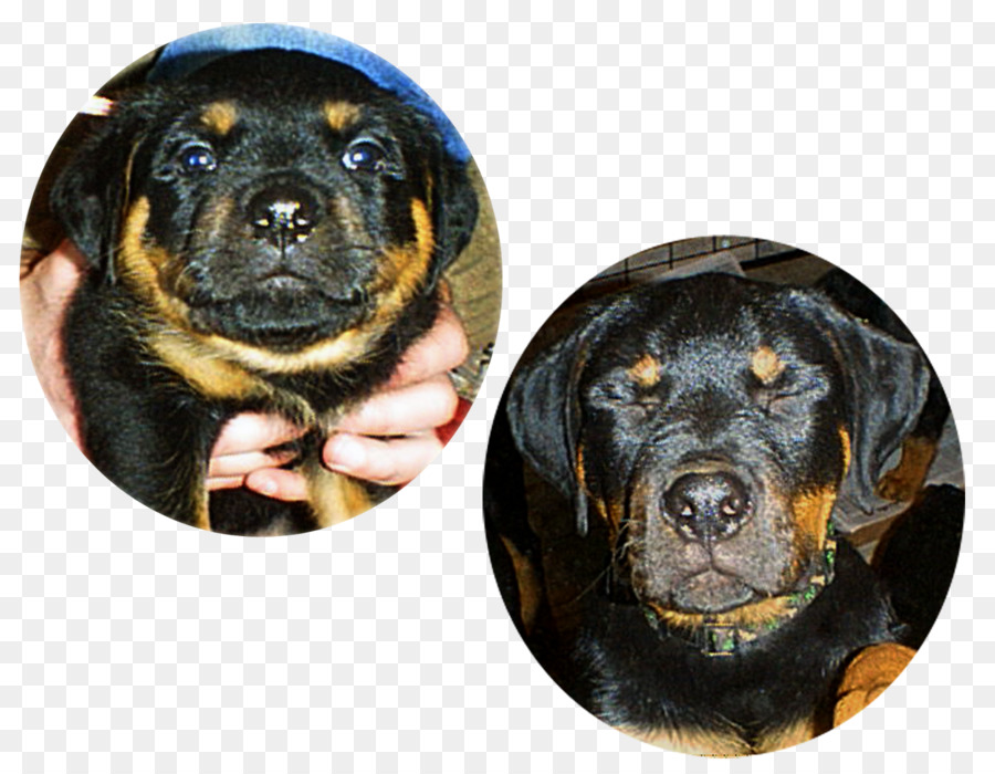 Rottweiler，Chiot PNG