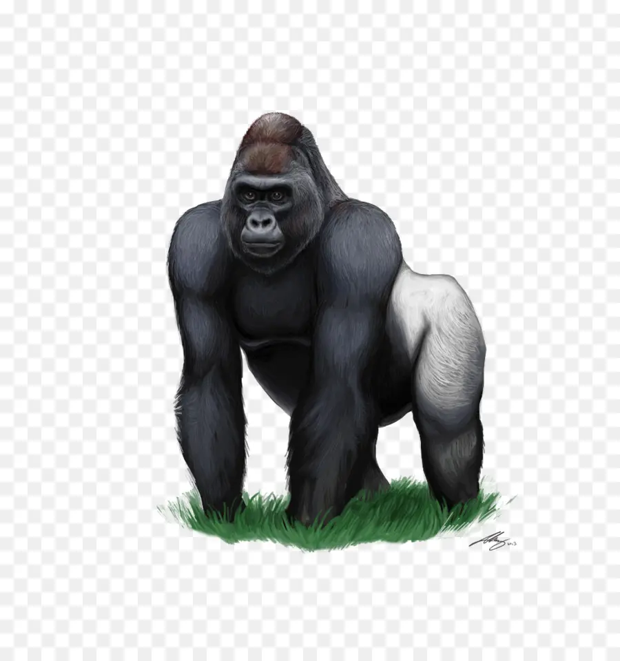 Gorille，Gorille Des Montagnes PNG