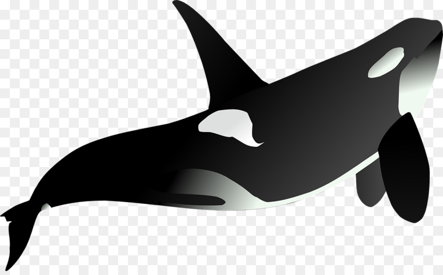 Orque，Baleine PNG