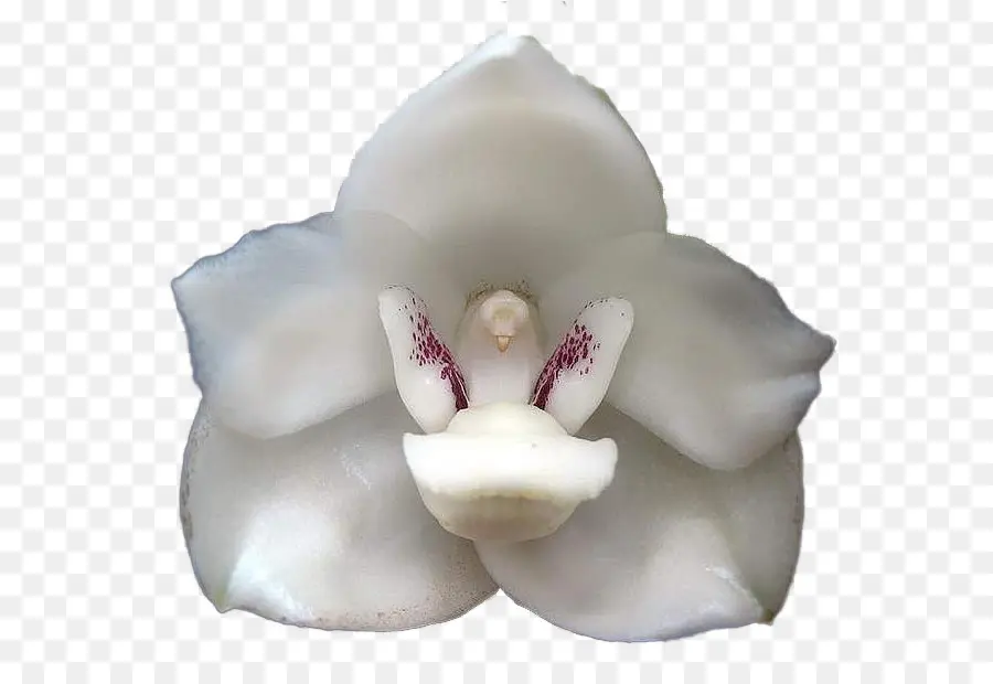 Peisteria Elata，Fleur PNG