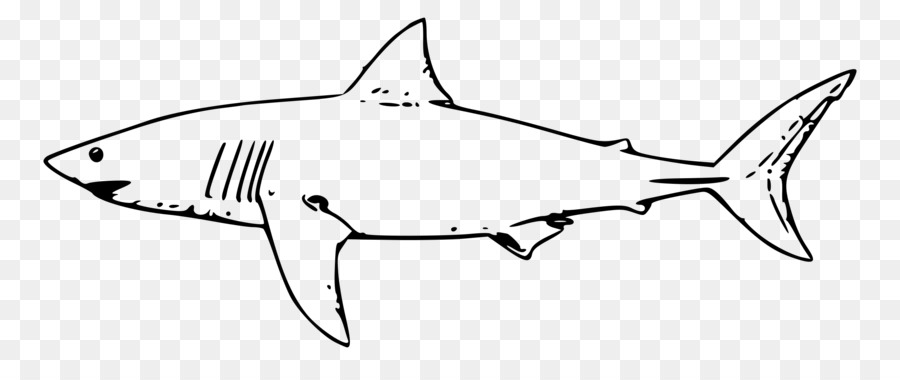 Requin，Poisson PNG