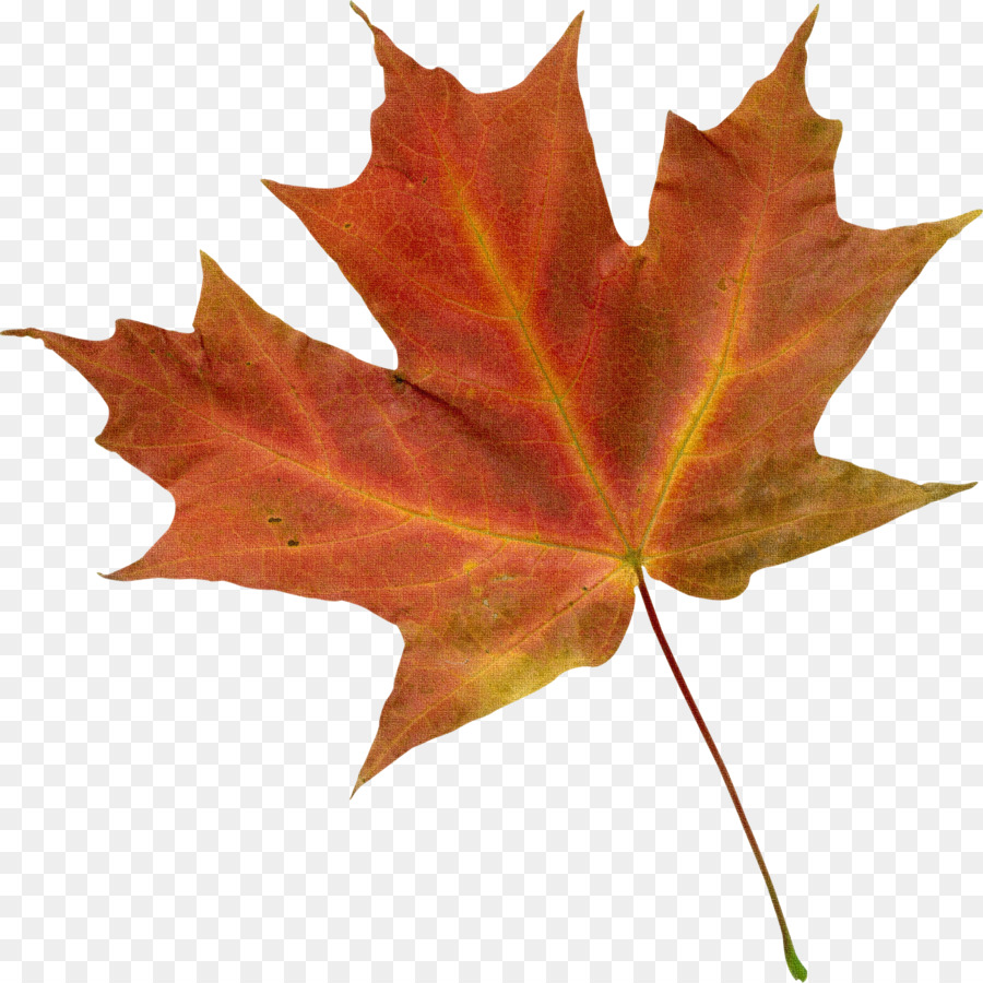 Feuilles D'automne，Automne PNG