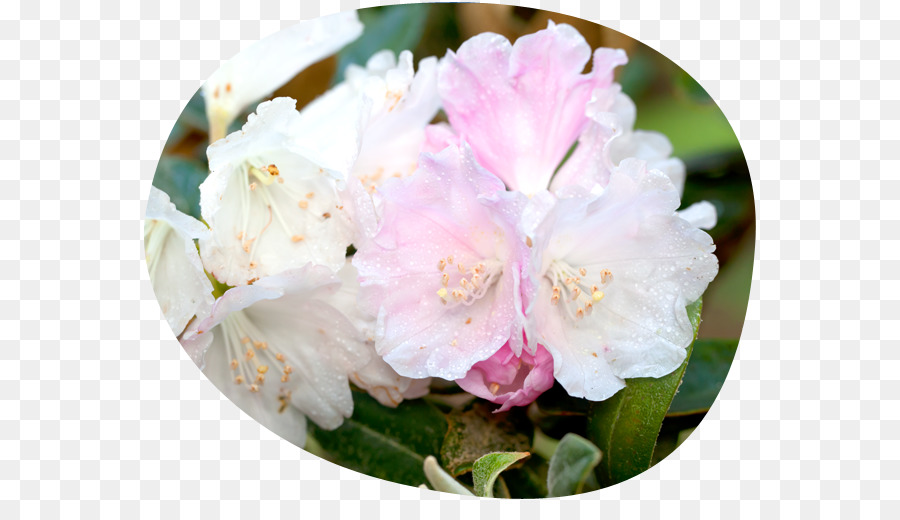 Azalée，Rhododendron PNG