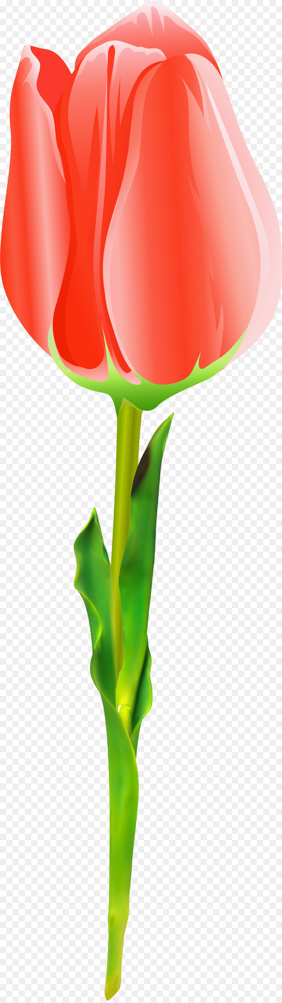 Tulipe Rouge，Tige PNG