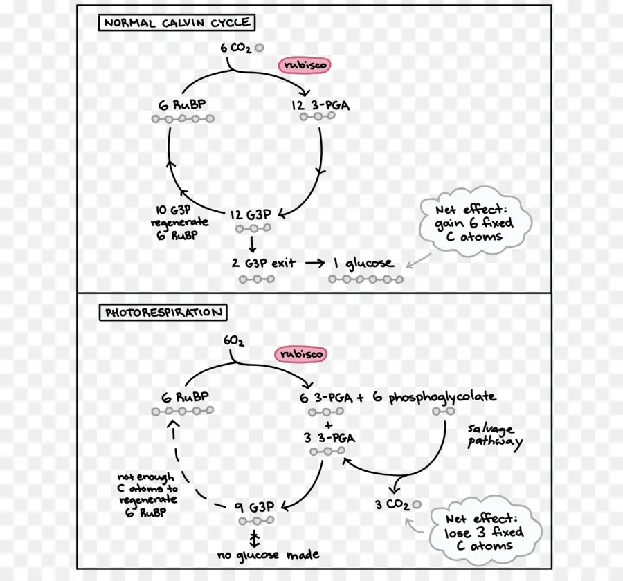 La Photorespiration，C3 Fixation Du Carbone PNG