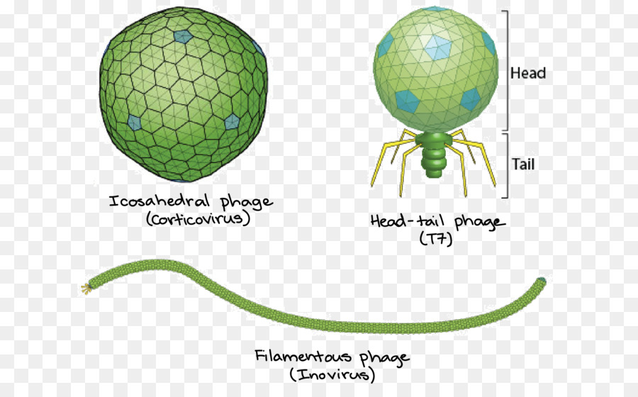 Illustrations De Phages，Virus PNG