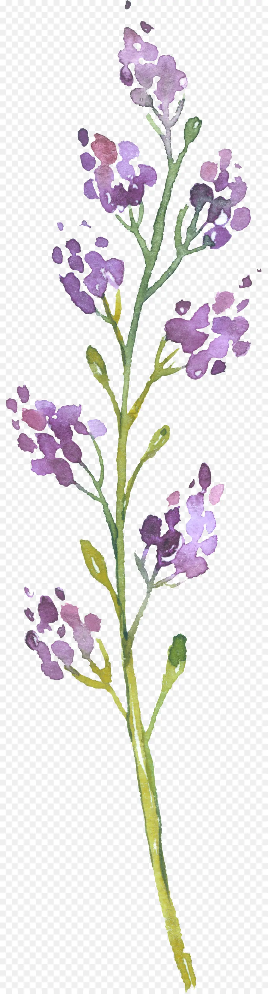 Lavande，Violet PNG