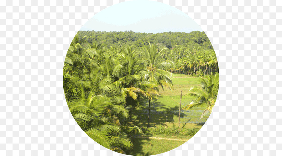 Kerala，Arecaceae PNG