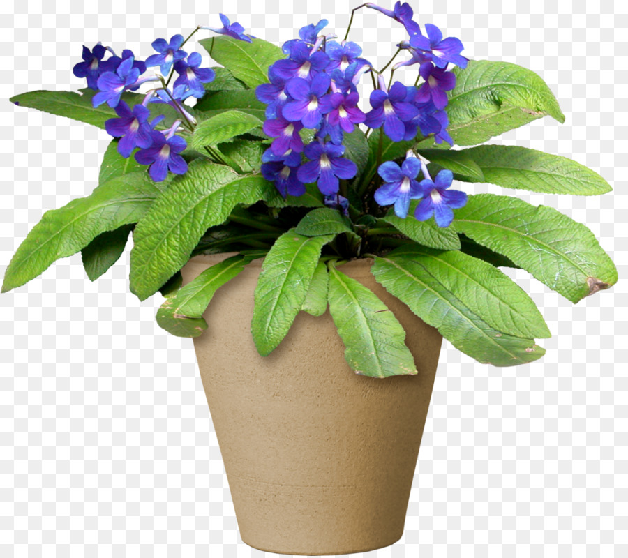 Fleur Violette，Pot PNG