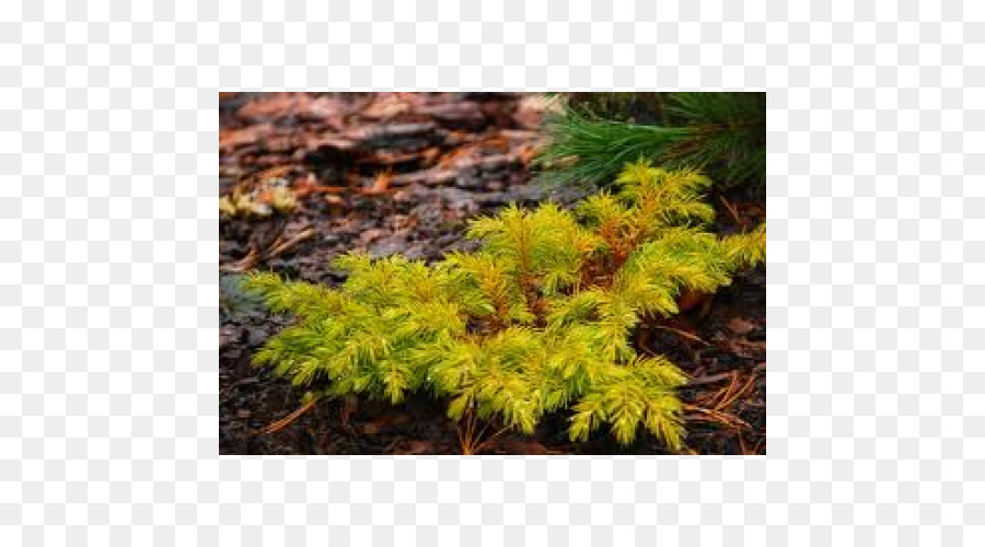 Mélèze，Juniperus Confert PNG