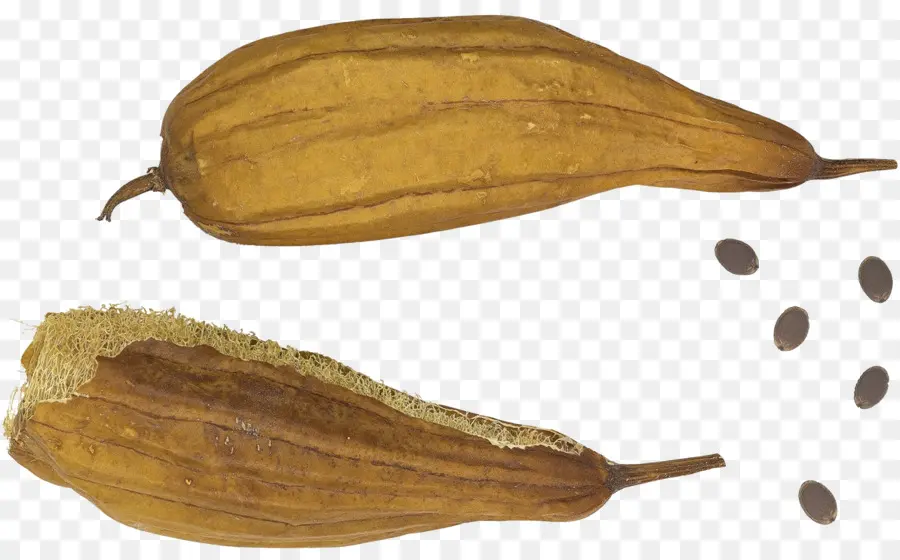 Luffa，Séché PNG