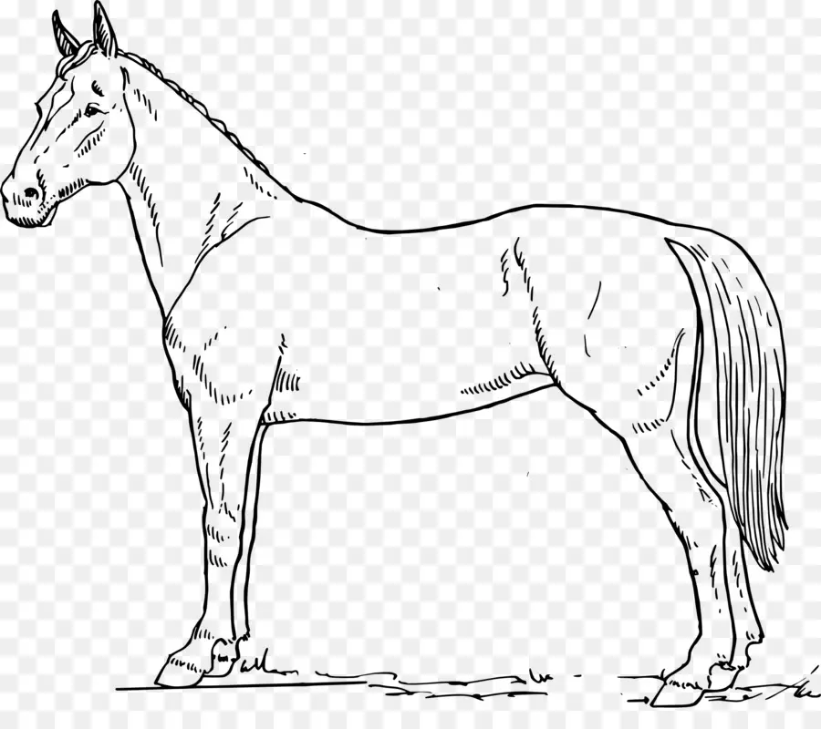 Cheval Arabe，L Anatomie équine PNG