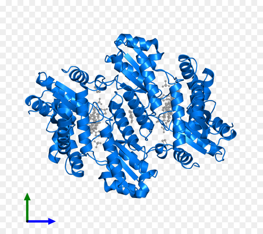 Ferrochélatase，L Hème B PNG