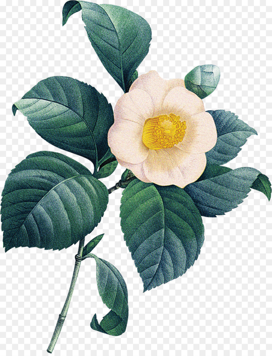 Fleur，Fleurir PNG