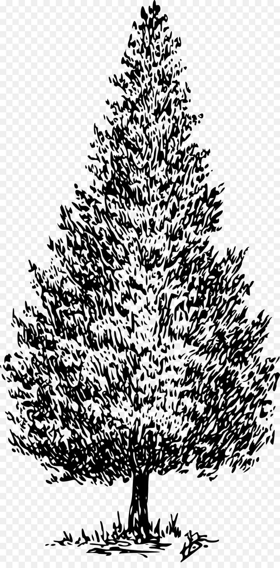 Arbre，Pin PNG