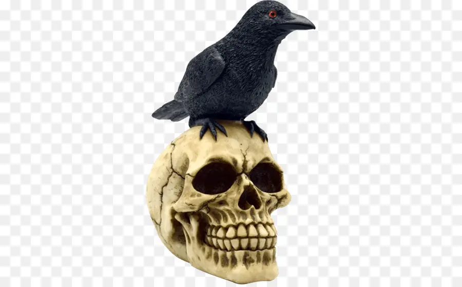 Corbeau Sur Le Crâne，Crâne PNG