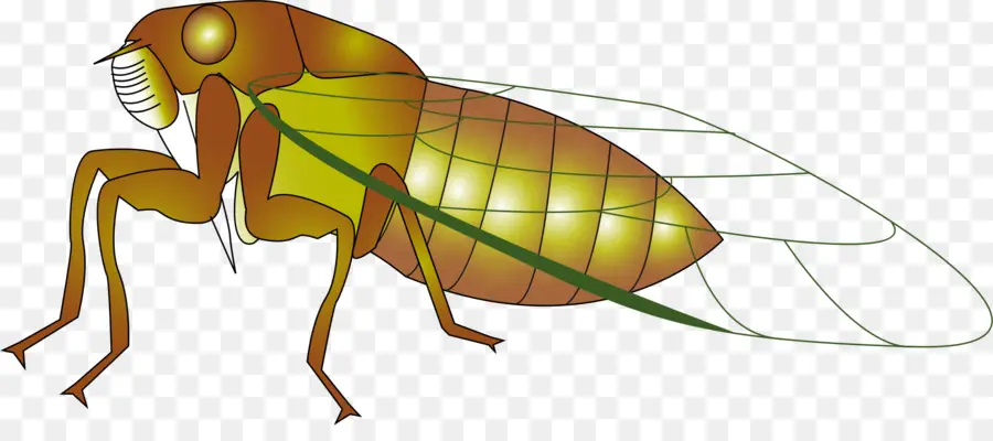 Insecte，Cigales PNG
