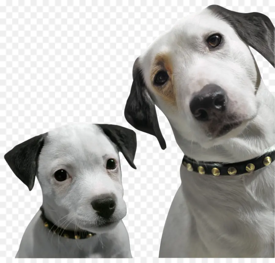 Dalmatien Chien，Terrier De Jack Russell PNG
