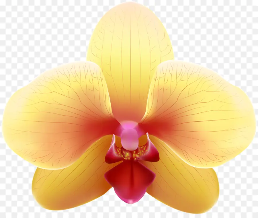 Orchidée，Floraison PNG