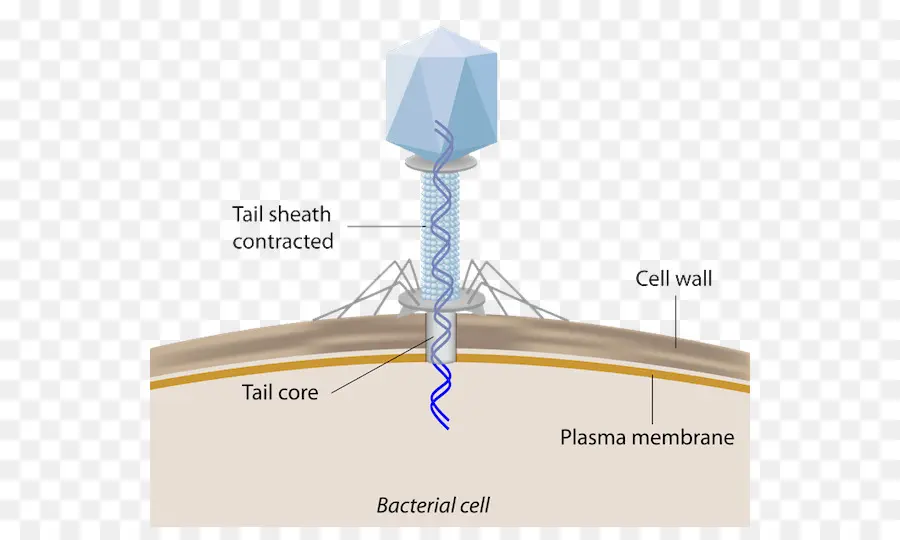 Bactériophage，Virus PNG