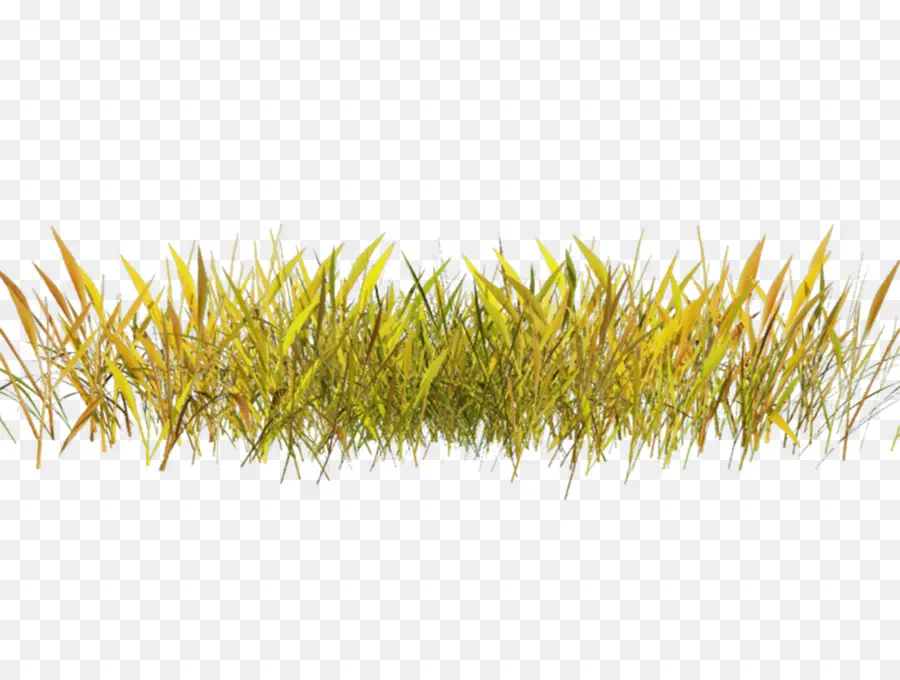 Herbe Jaune，Nature PNG