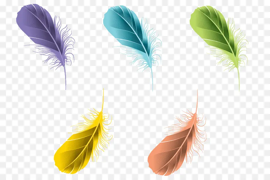 Plumes，Coloré PNG