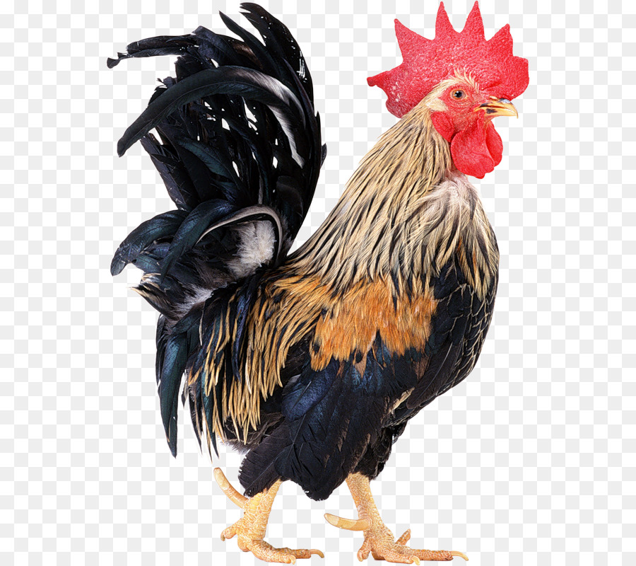 Coq, Poulet, Poulailler PNG - Coq, Poulet, Poulailler 