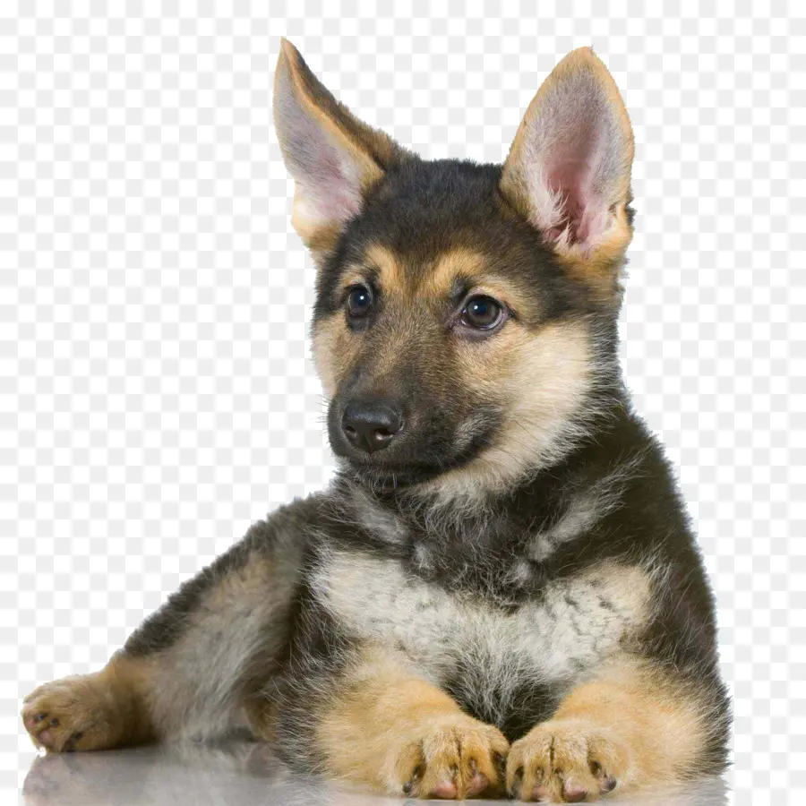 Chiot，Chien PNG