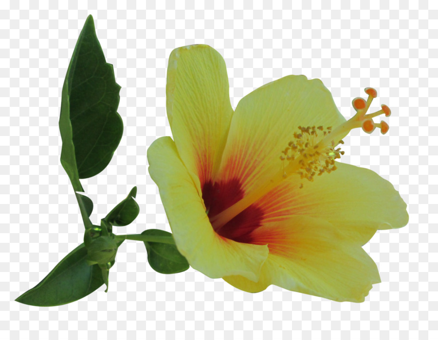 Jaune D Hibiscus，Hibiscus PNG