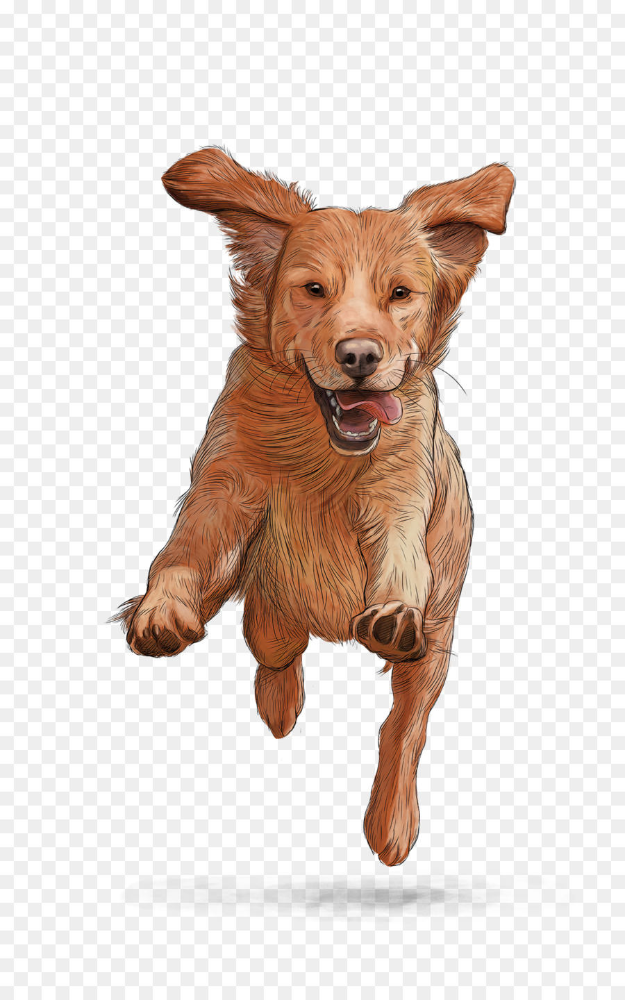 Le Nova Scotia Duck Tolling Retriever，Gosbi PNG