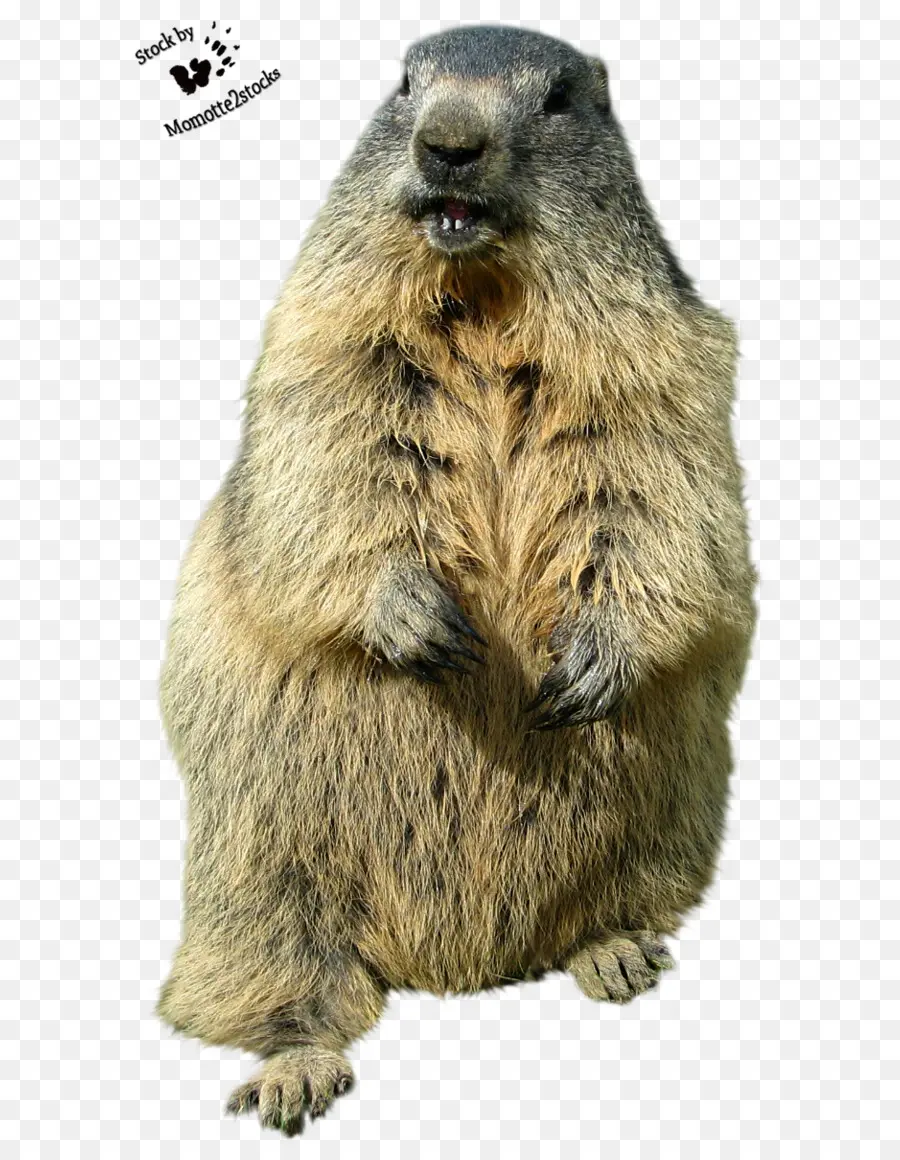 La Marmotte，Le Jour De La Marmotte PNG