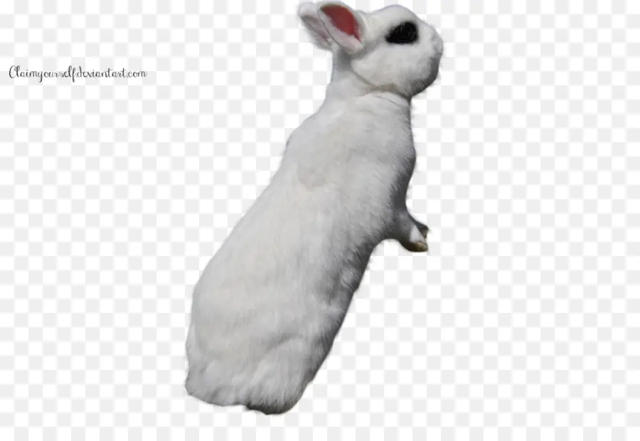 Un Lapin Domestique，Lapin PNG