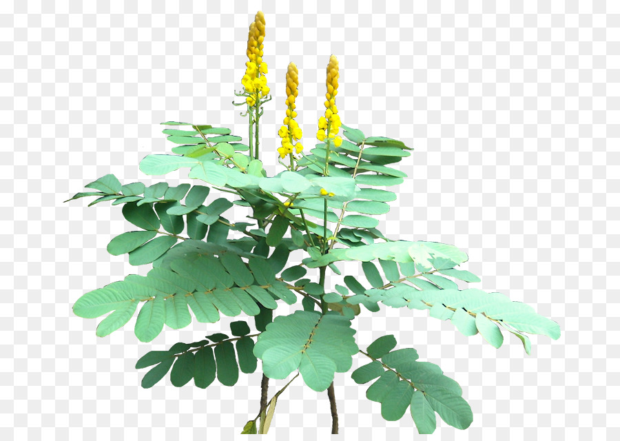 Plante Verte，Feuilles PNG