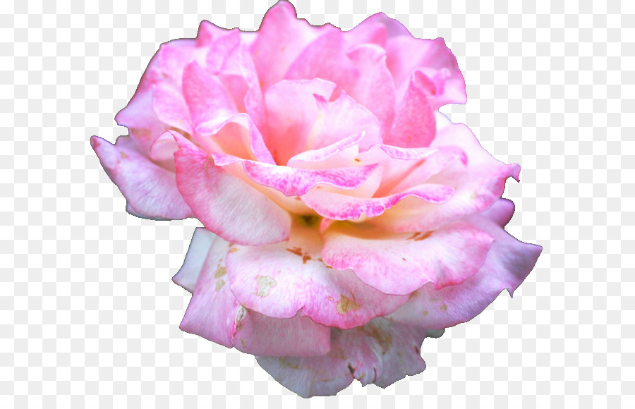 Rose，Floraison PNG