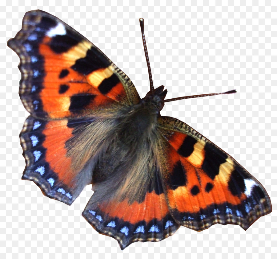 Papillon Noir，Ailes PNG