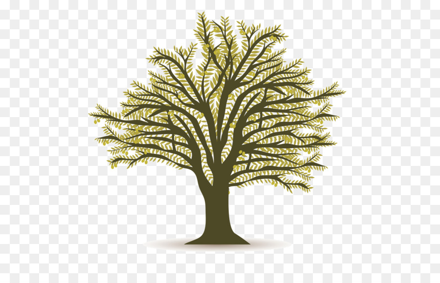 Olive，L Huile D Olive PNG