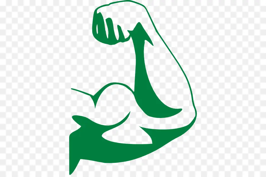 Biceps，Muscle PNG