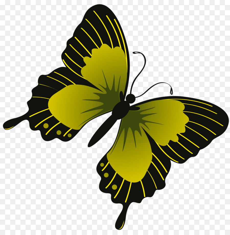 Papillon Monarque，Papillon PNG