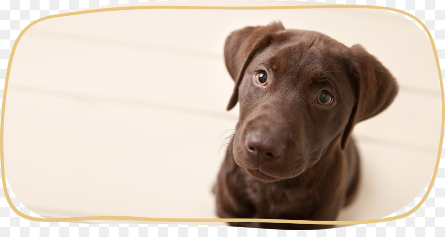 Le Labrador Retriever，Chiot PNG