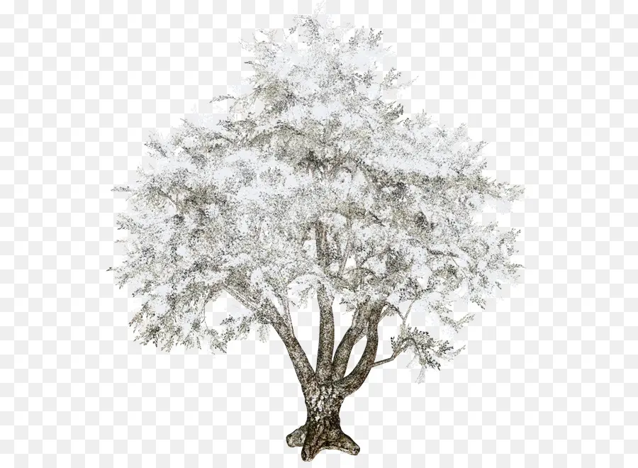 Arbre，Succursales PNG