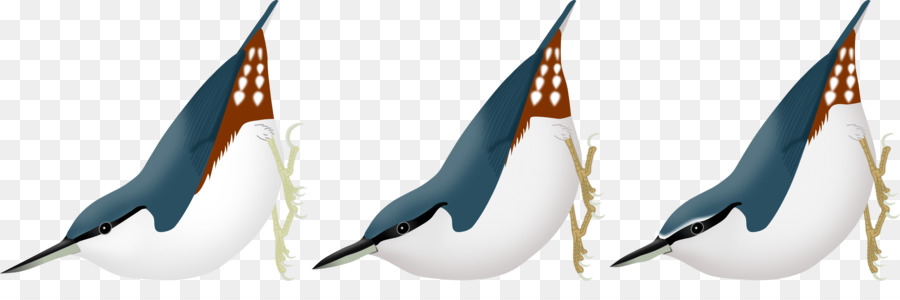 Oiseau，Passine PNG