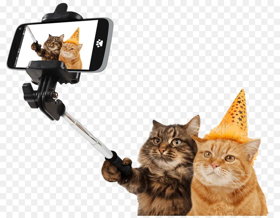 Chats Prenant Un Selfie，Selfie PNG