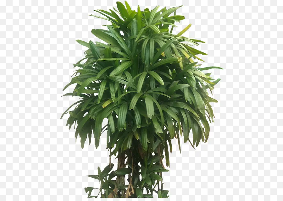 Plante Verte，Feuilles PNG