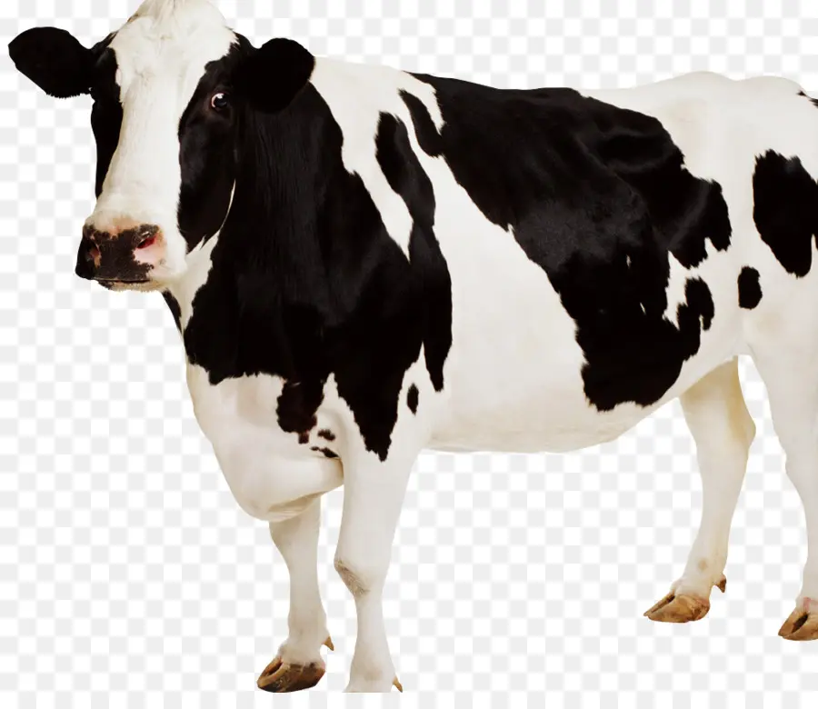 Vache，Bétail PNG