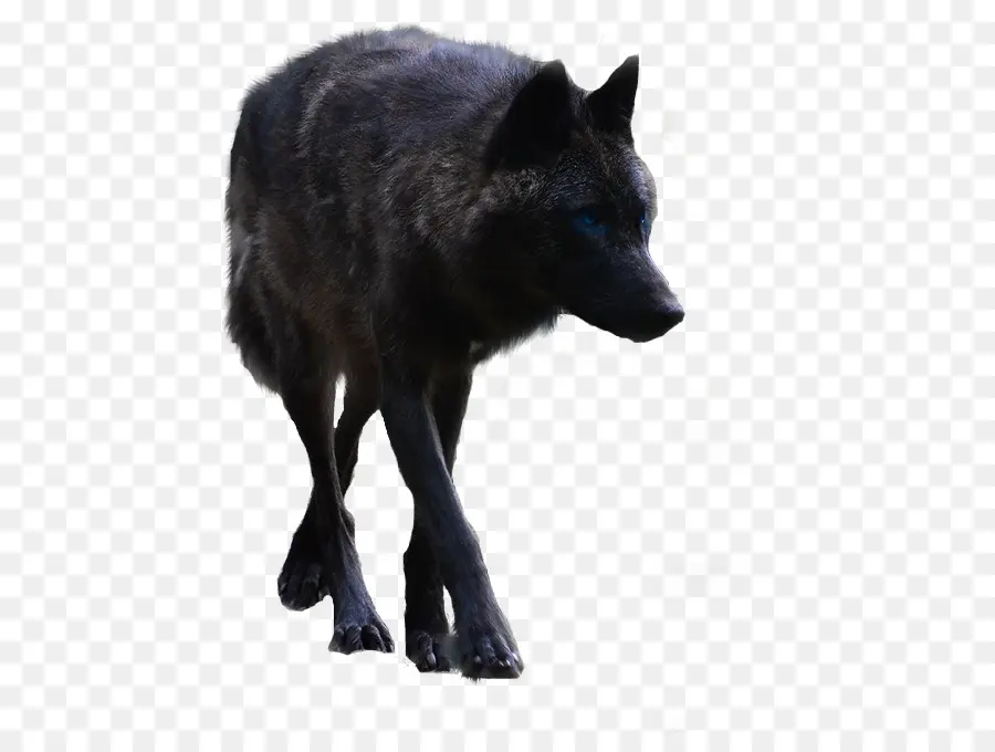 Loup Noir，Loup PNG